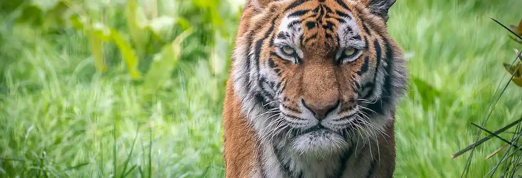 Campsites near Blackpool Zoo - Tiger