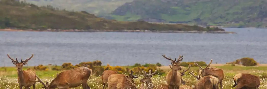Campsites near Highland Wildlife Park