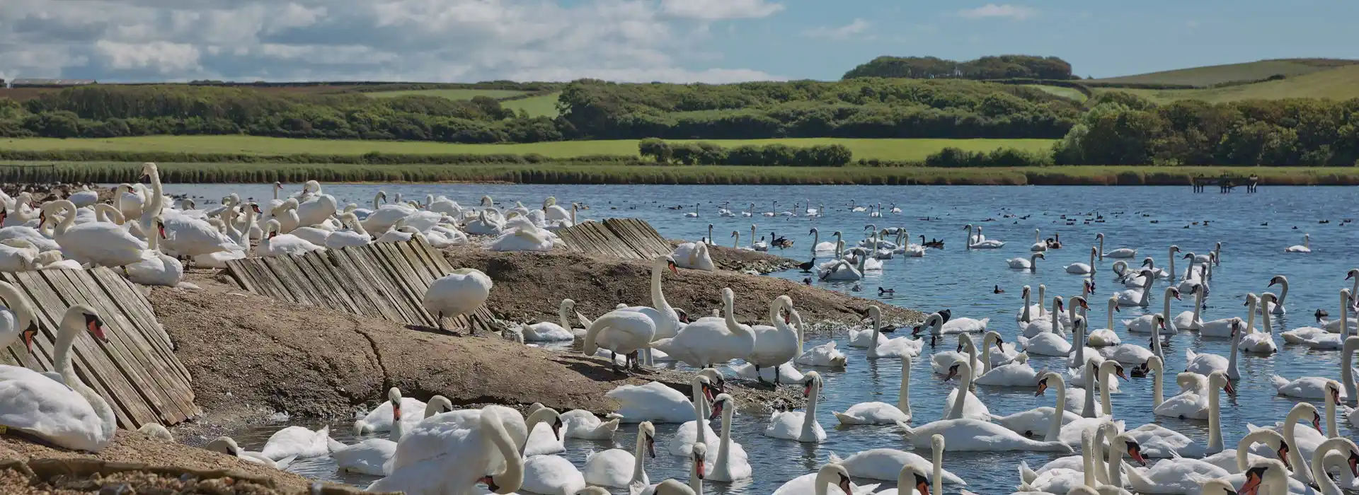 Abbotsbury Swannery