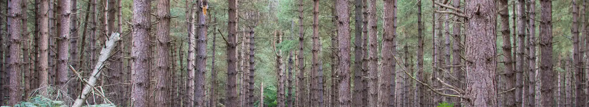 Rendlesham Forest