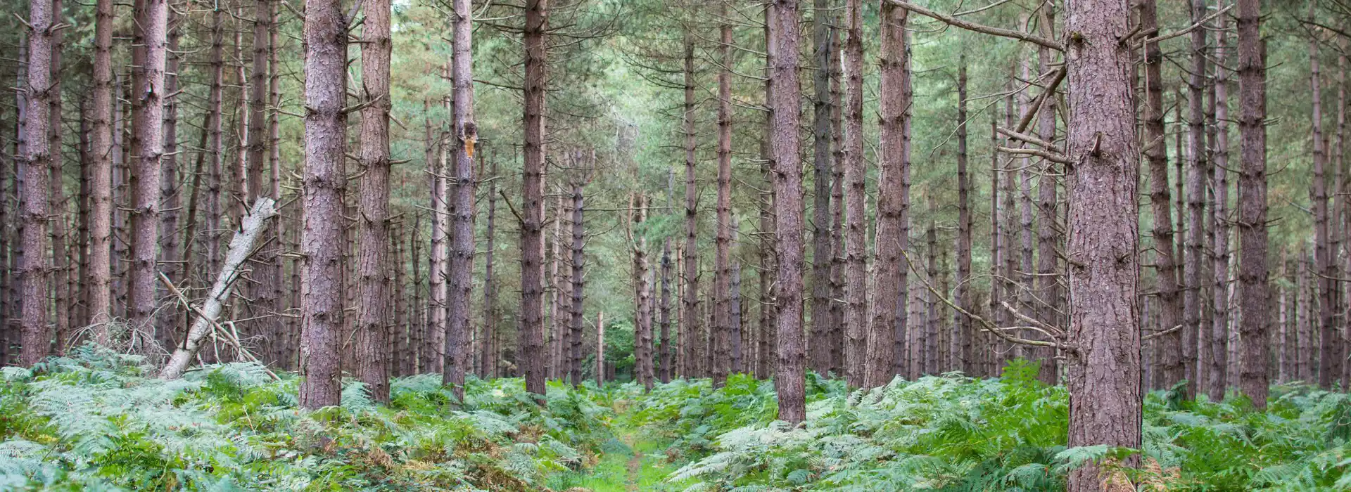 Rendlesham Forest