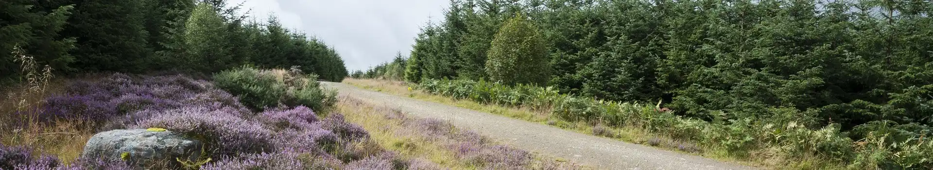 campsites near Pitfichie Forest
