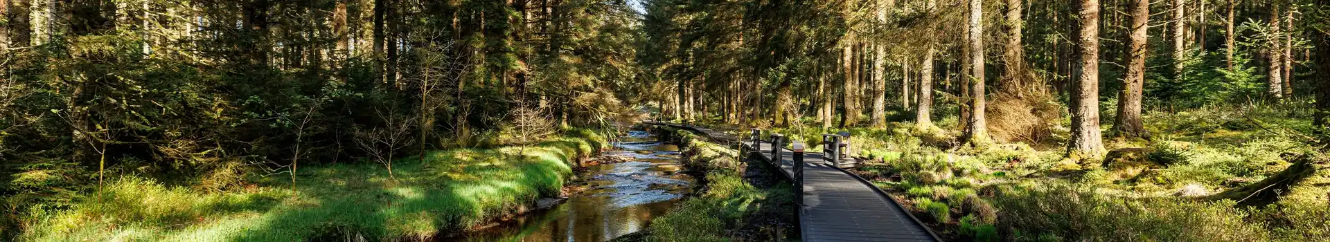 Hafren Forest