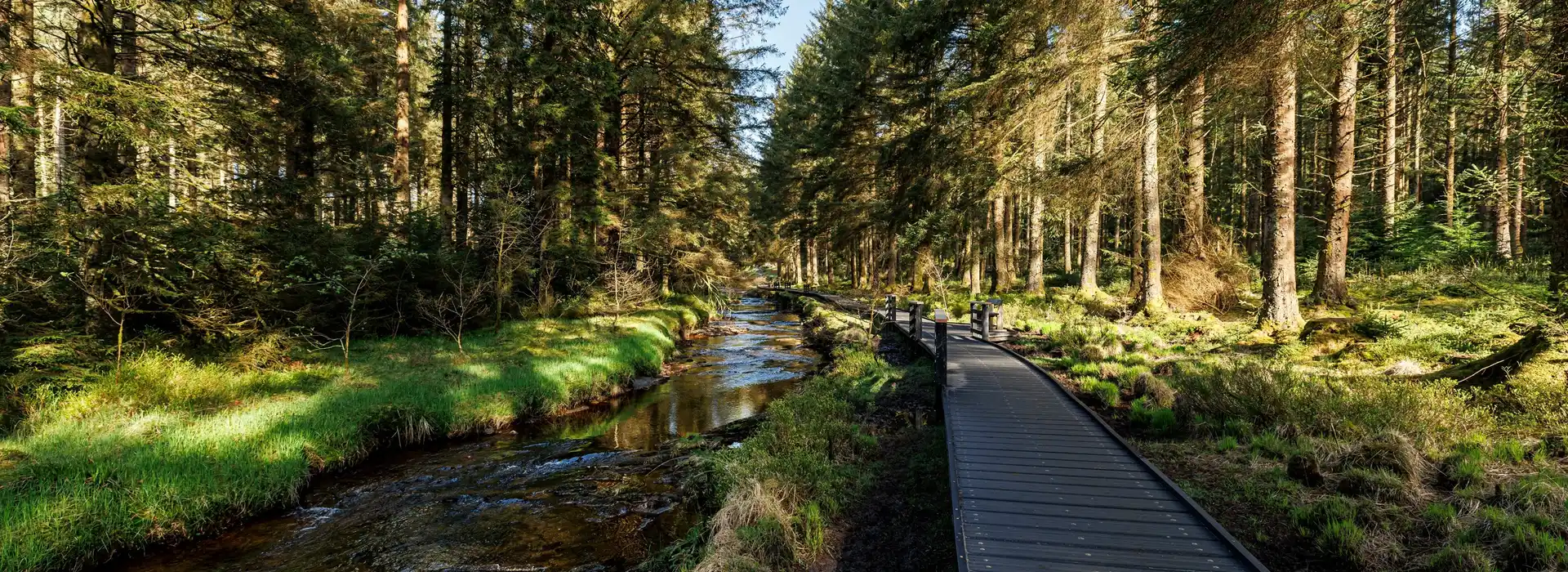 Hafren Forest
