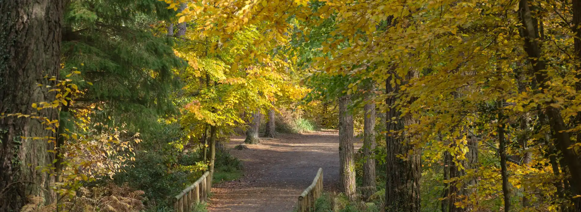 Campsites near Alice Holt Forest