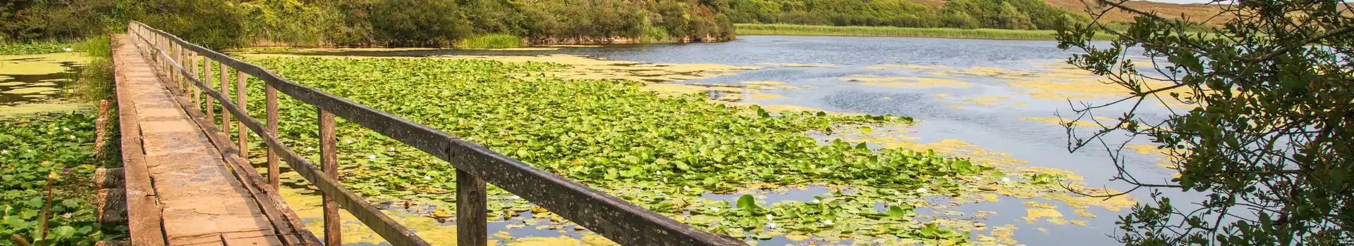 Campsites near Bosherston Lily Ponds