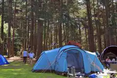 Non electric forest floor tent pitches (pet friendly)