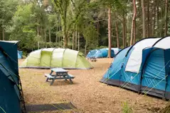 Non electric forest floor tent pitches (pet friendly)