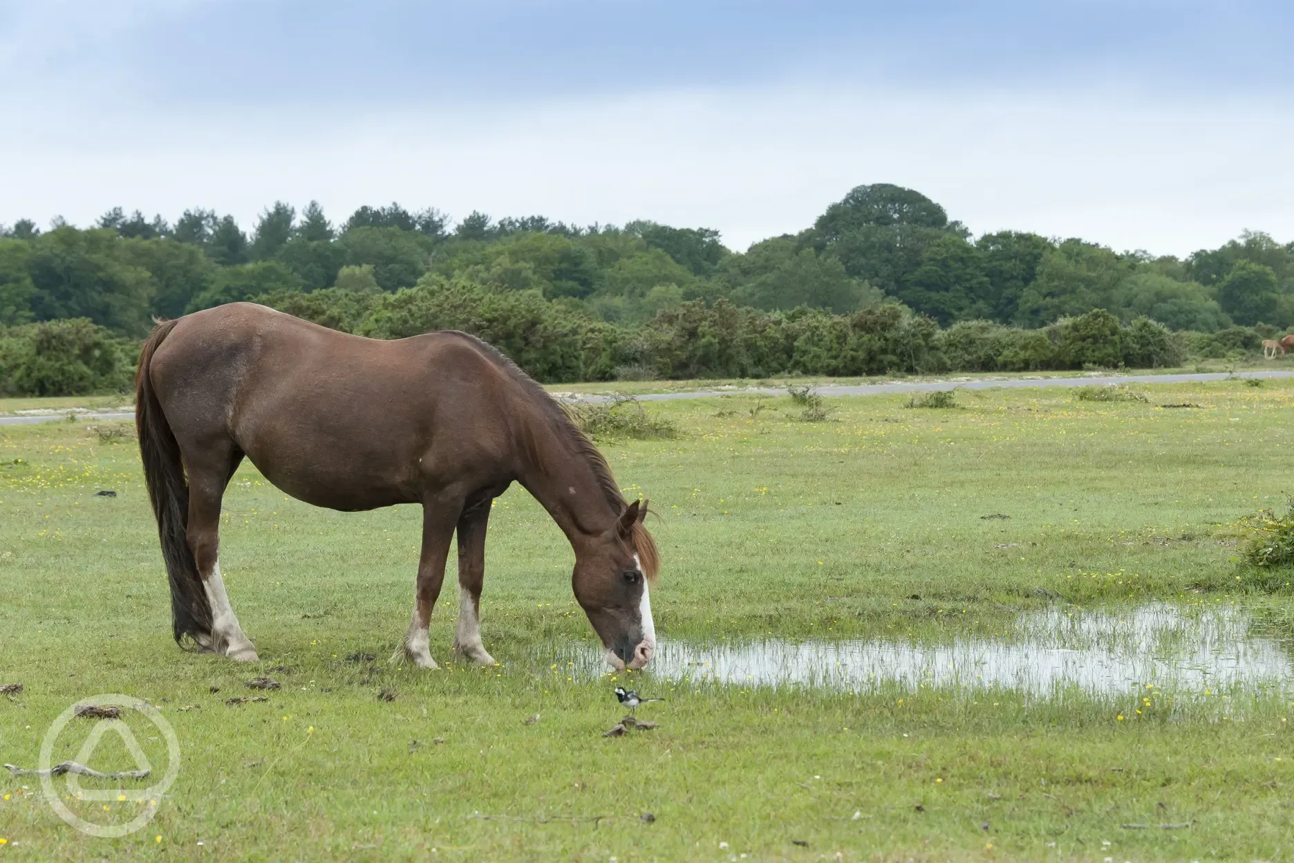 Wild ponies