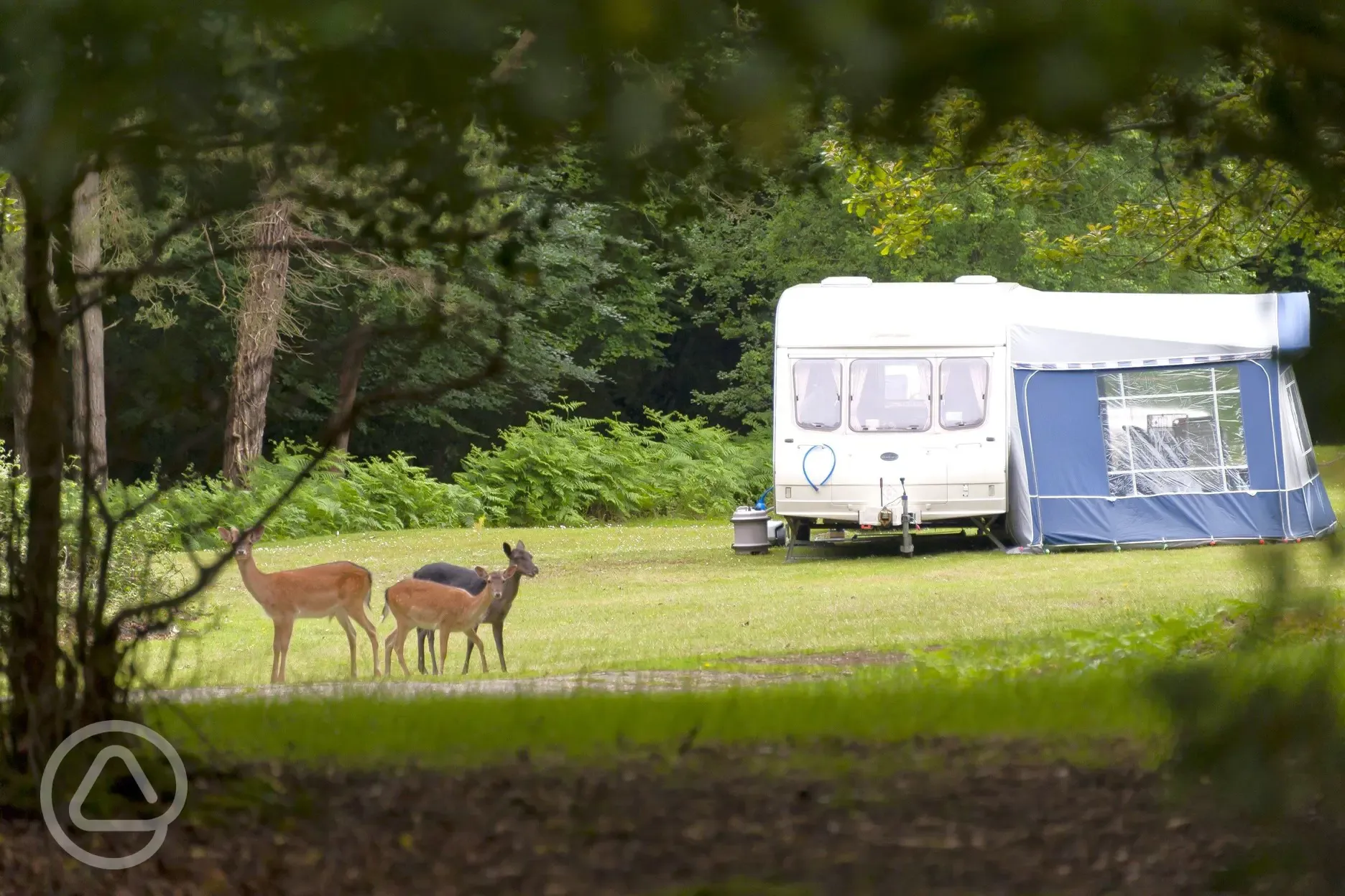 Roaming deer onsite