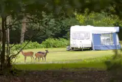 Roaming deer onsite