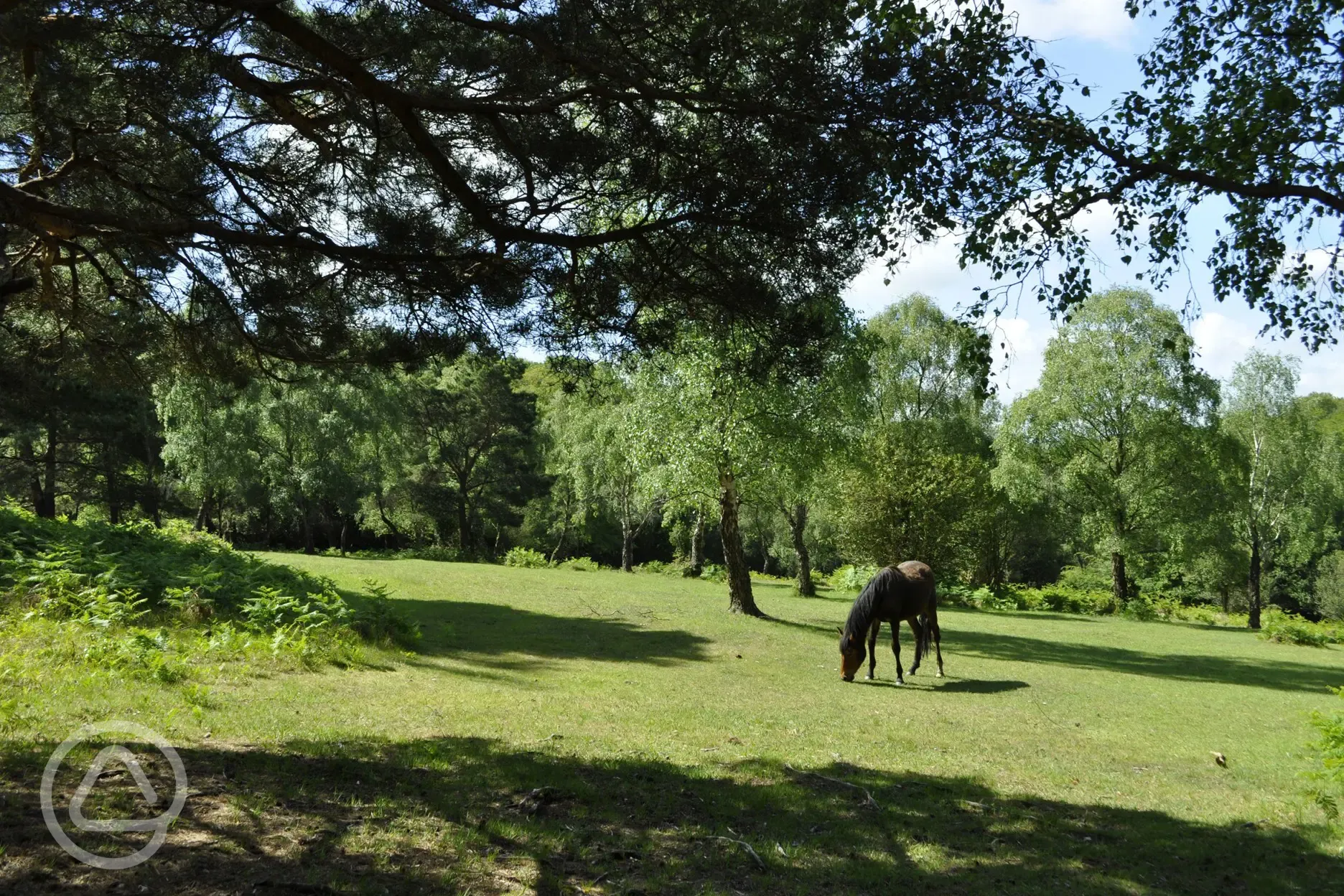 Wild ponies