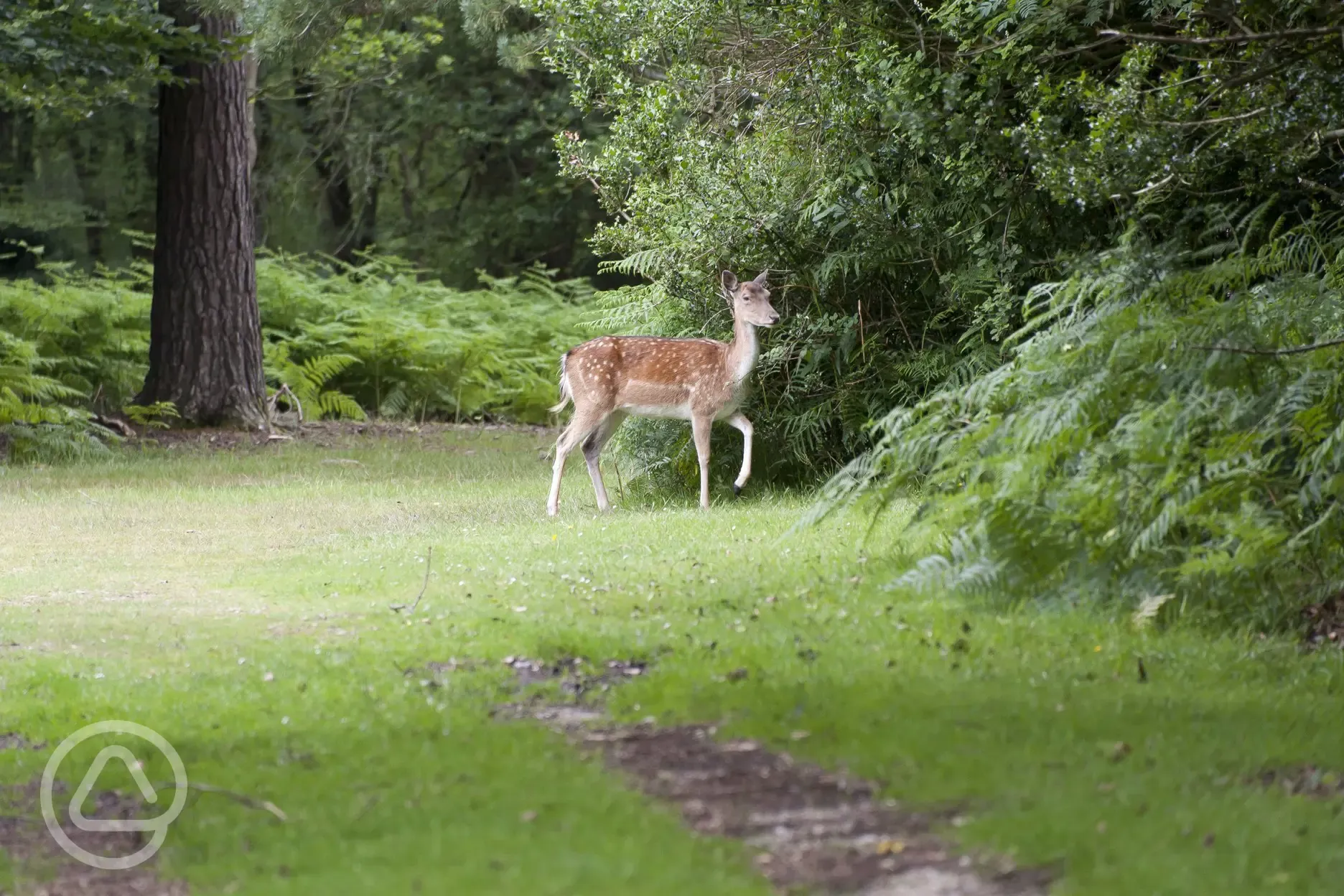 Free-roaming deer