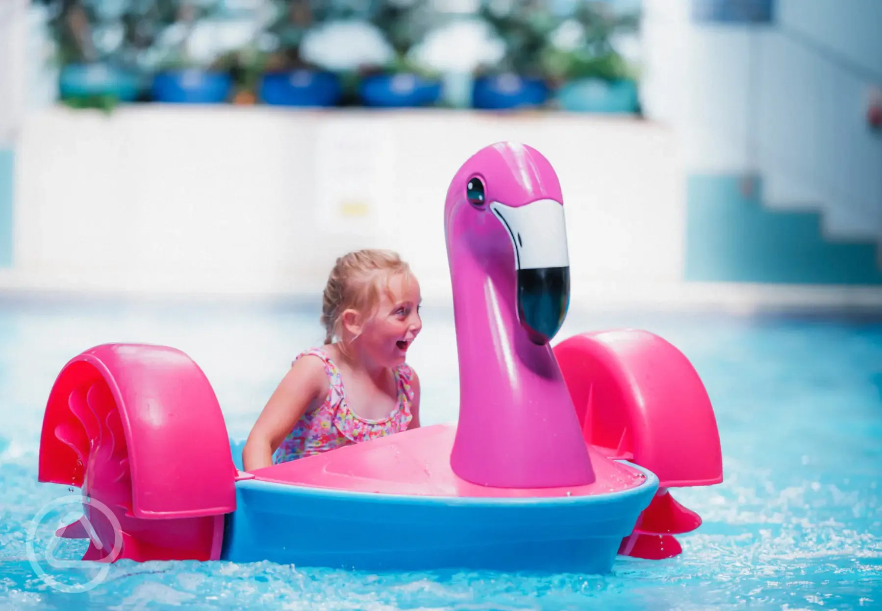 Heated indoor swimming pool with Swan Paddlers