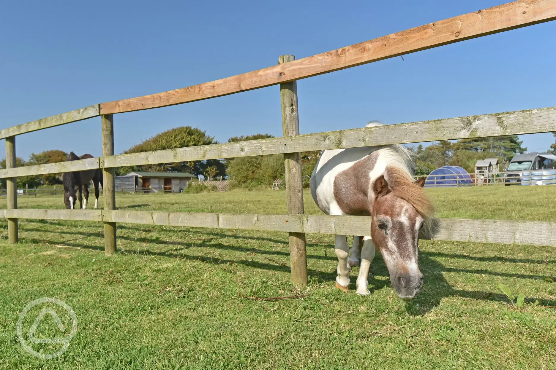 Neighbouring horse paddocks