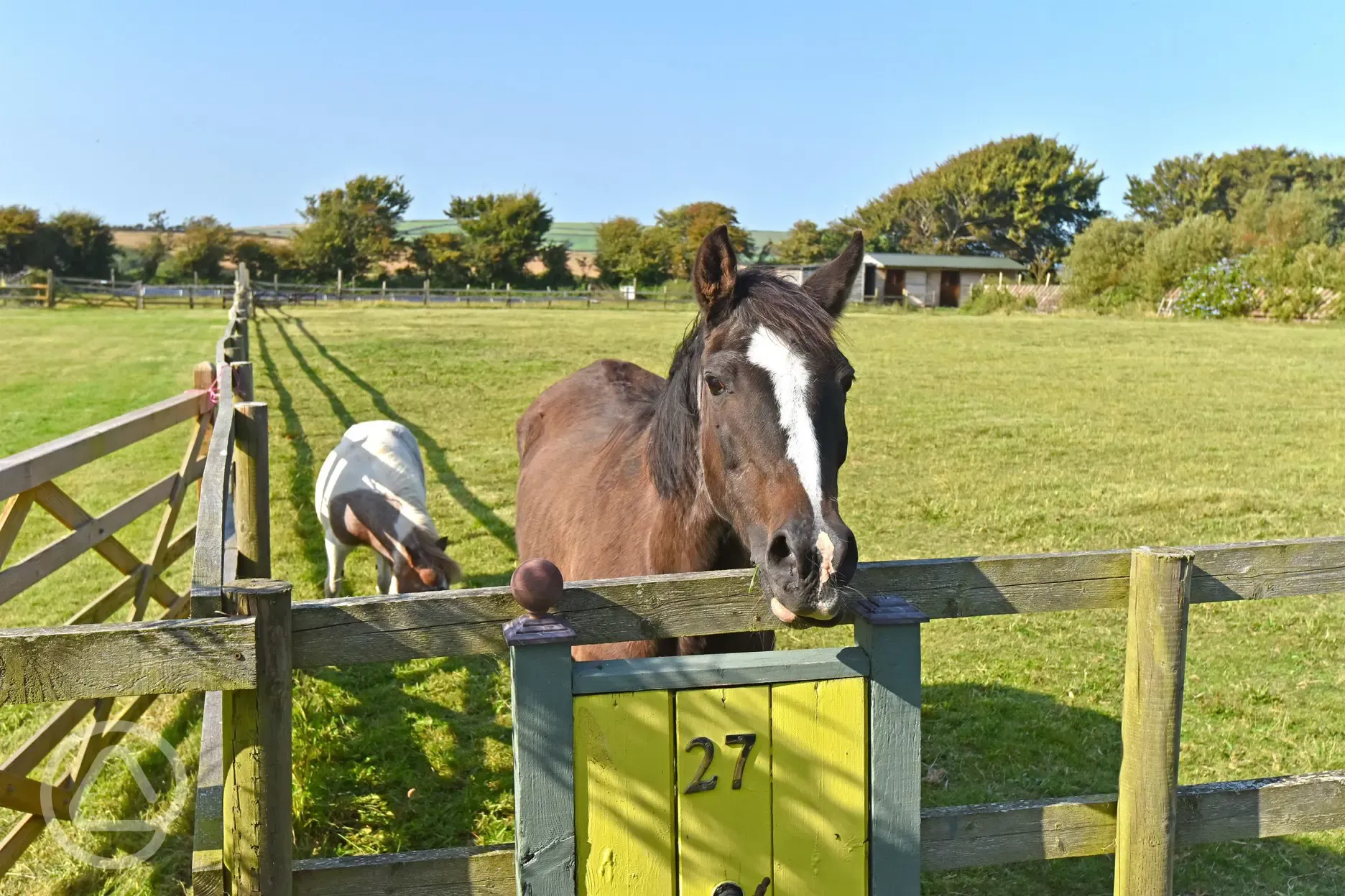 Neighbouring horse paddocks