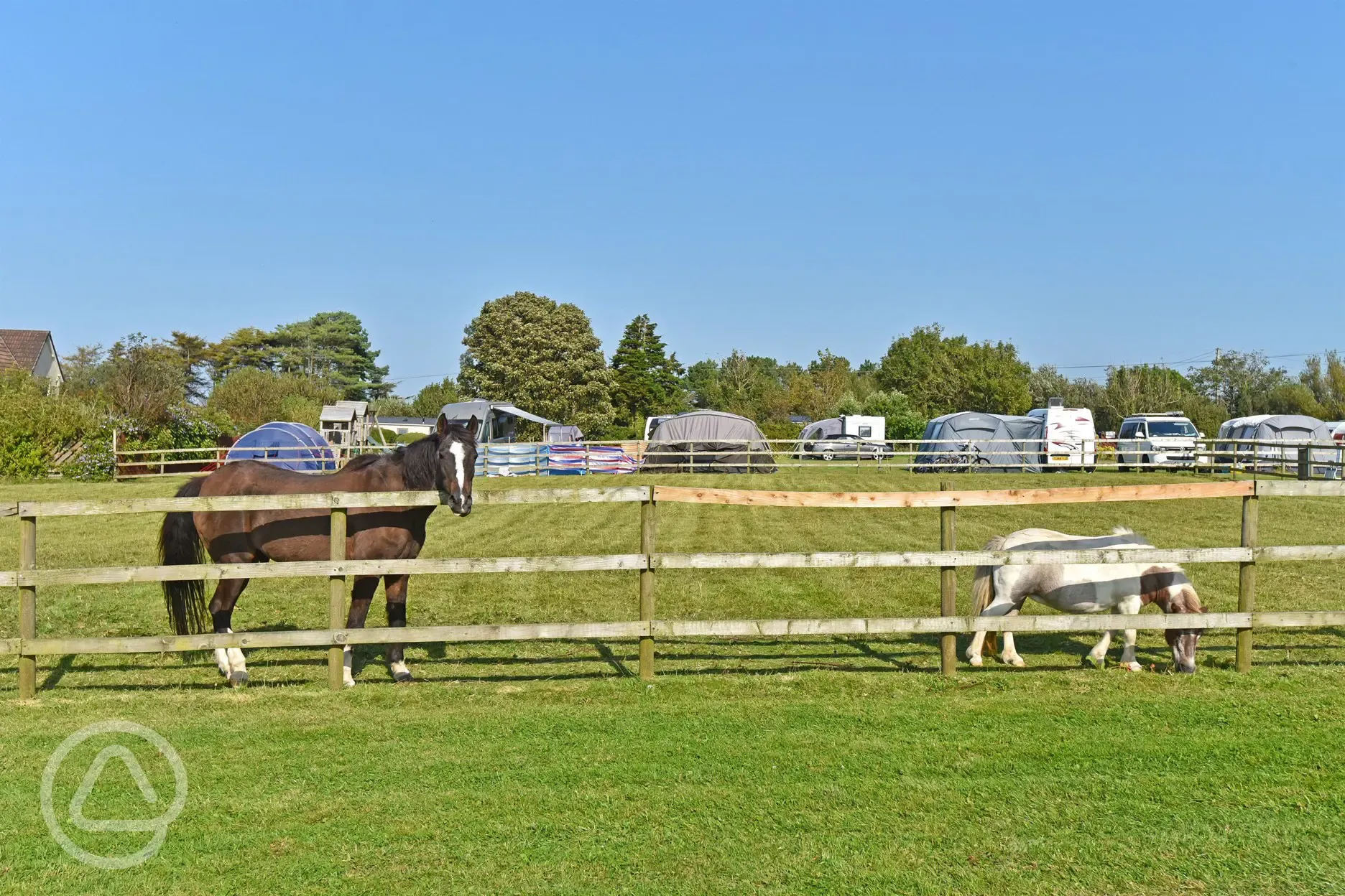 Neighbouring horse paddocks