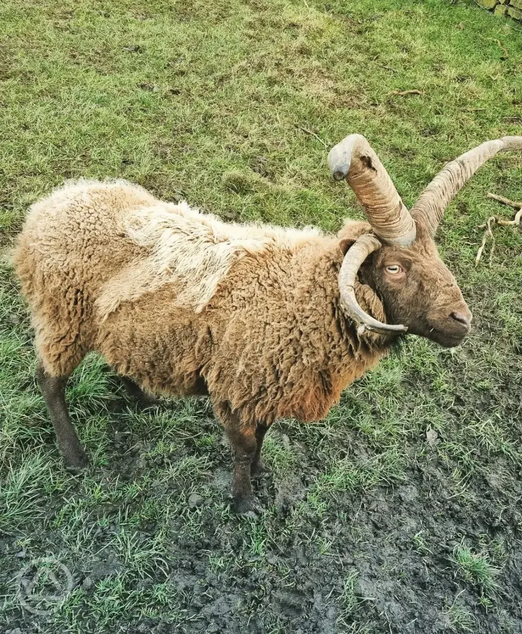Animals onsite