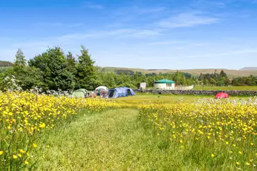 Low Greenside Farm Campsite pitches in a wildflower meadow