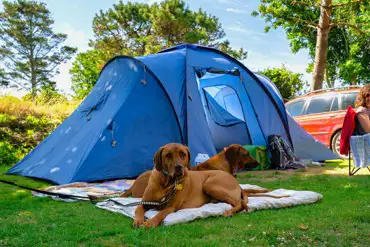 Non electric grass pitches (dog friendly campsite)