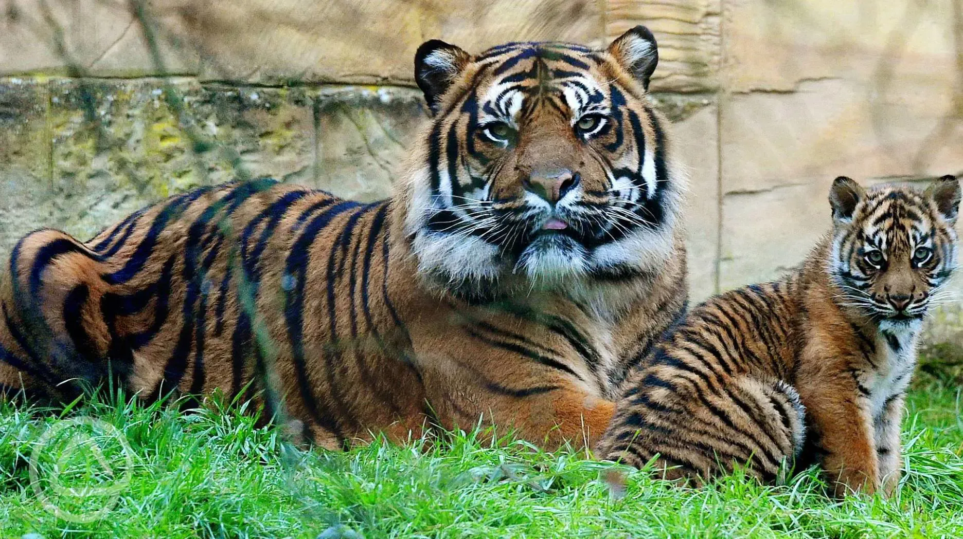 Friendly tigers in Flamingo Land Zoo