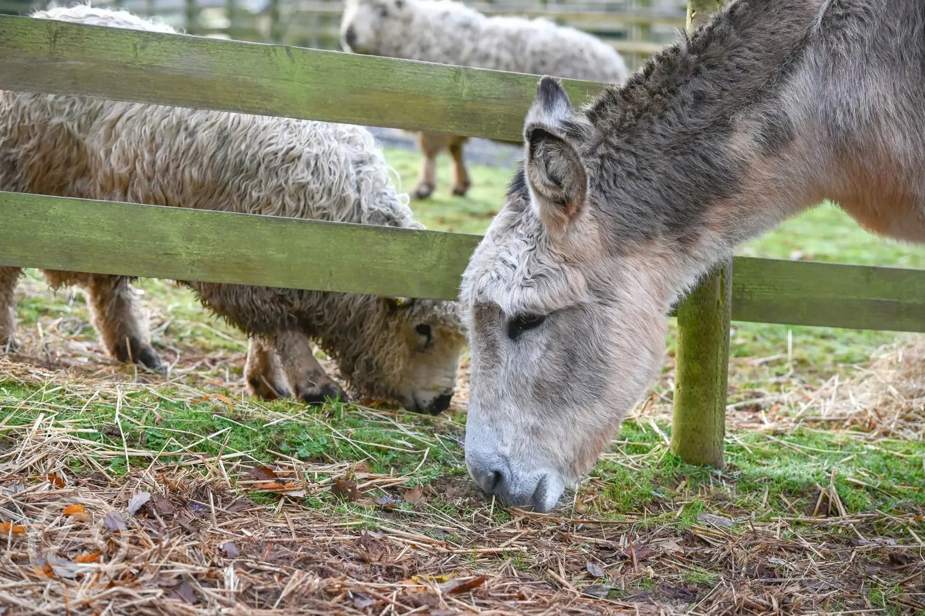 Donkey paddock at Cofton Holidays