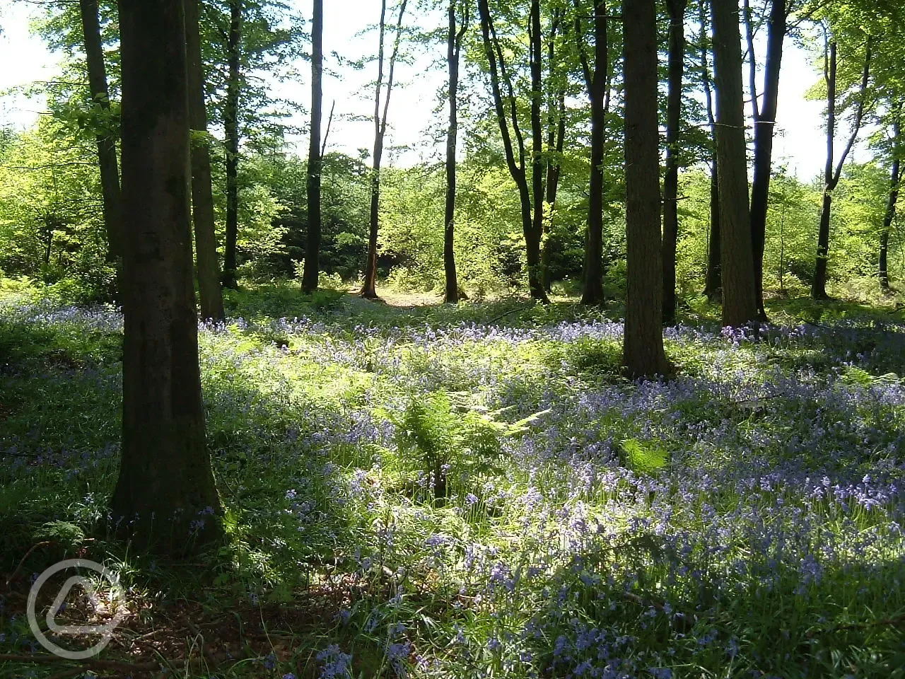 Bluebells 