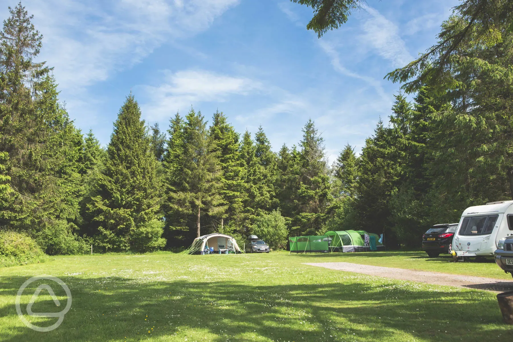 Forest glade camping