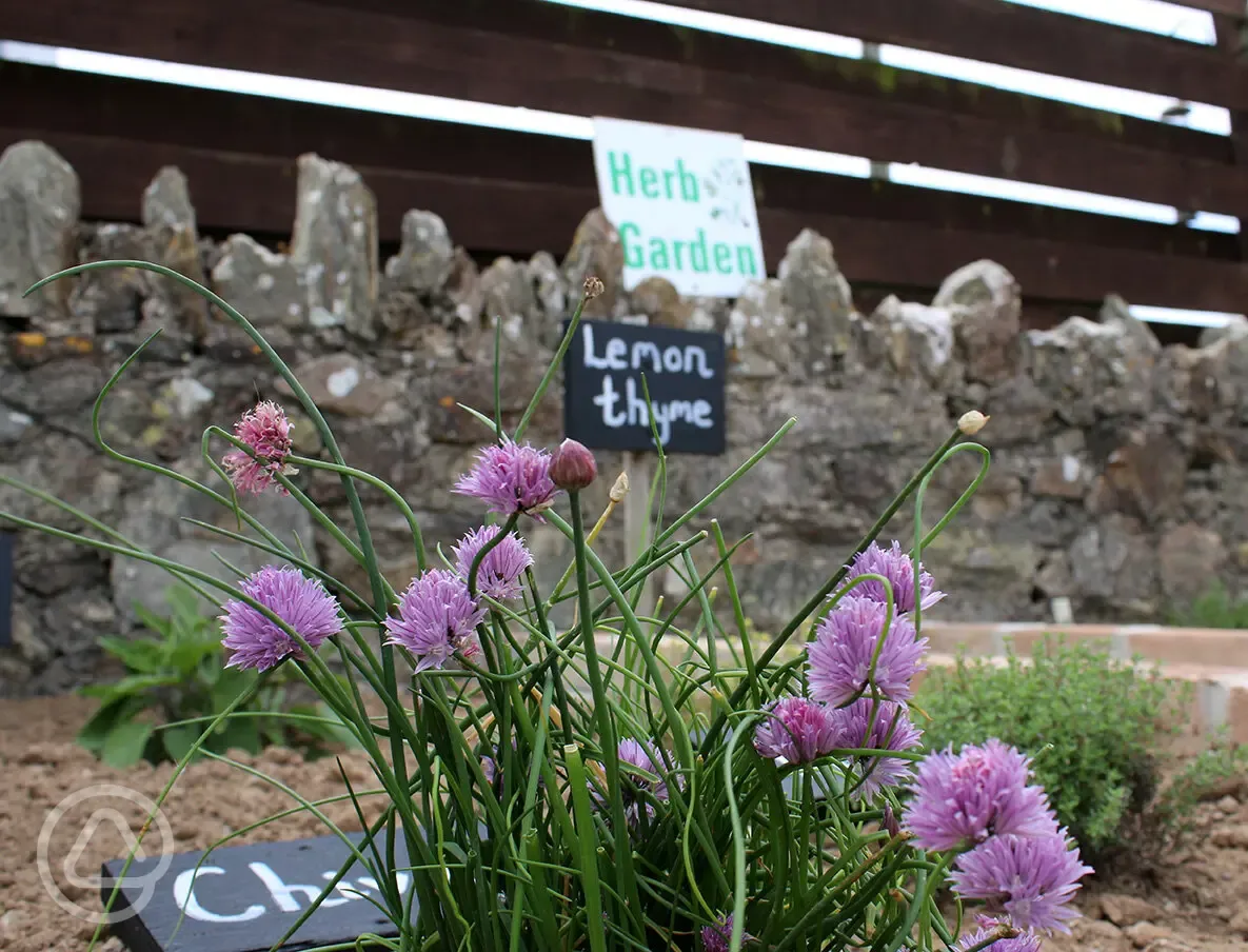 Herb garden at Tollgate Farm