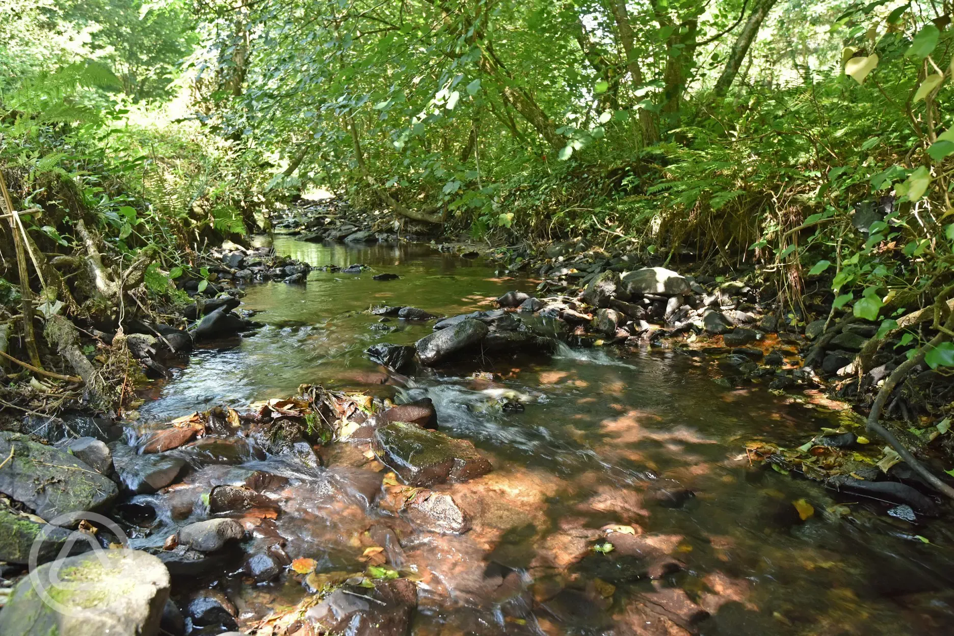 Onsite dog walks and streams 