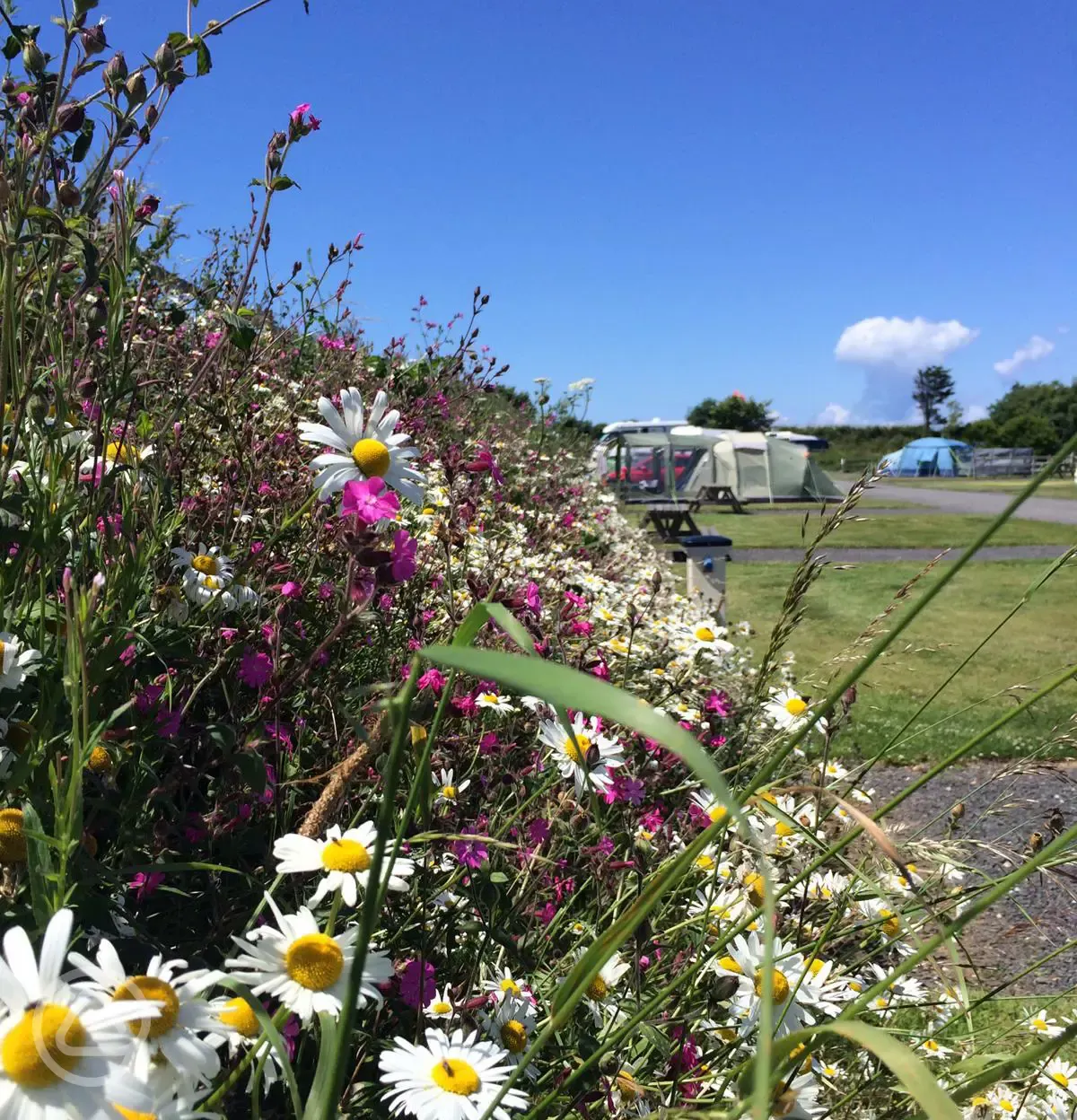 Flowers on pitches at Warcombe Farm Camping Park