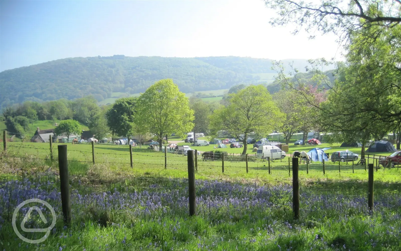 Bluebells in the spring at Burrowhayes Farm Caravan and Camping Site