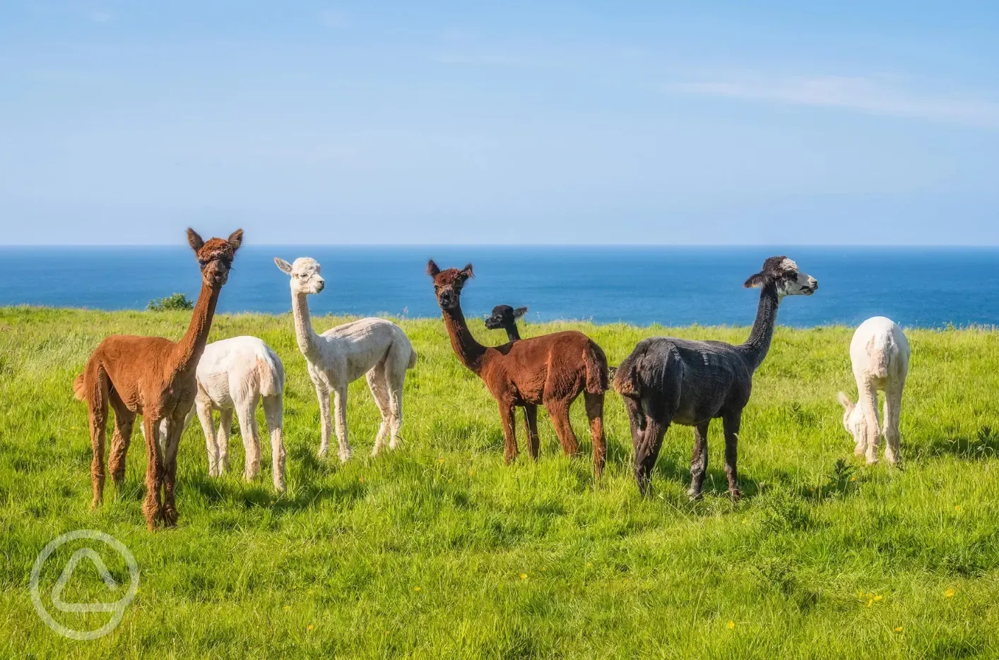 Onsite alpacas