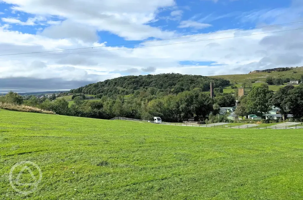 Dog walking field