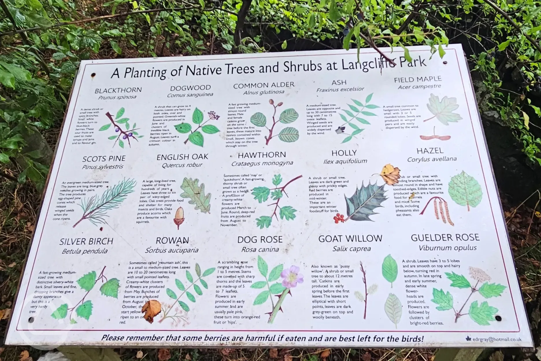 Native trees walk onsite