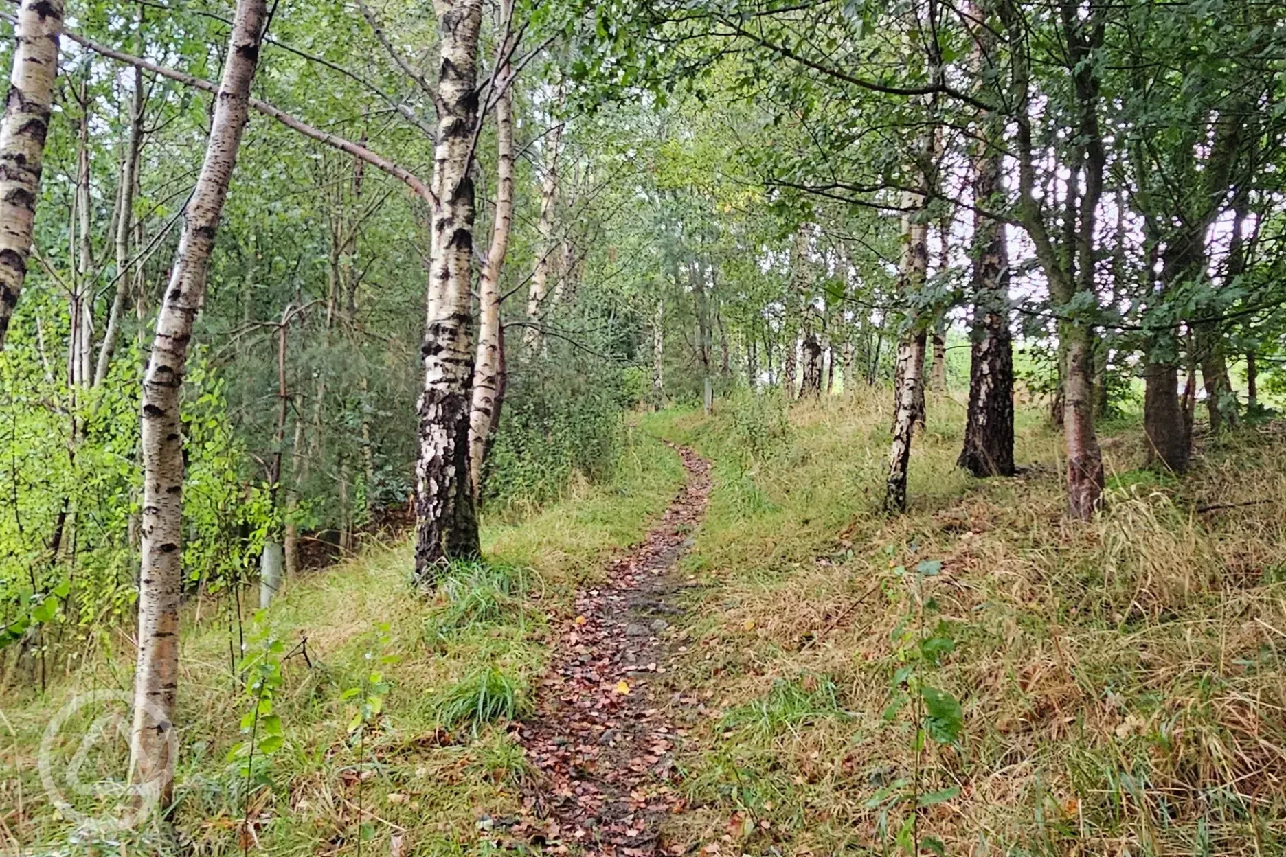 Native trees walk onsite