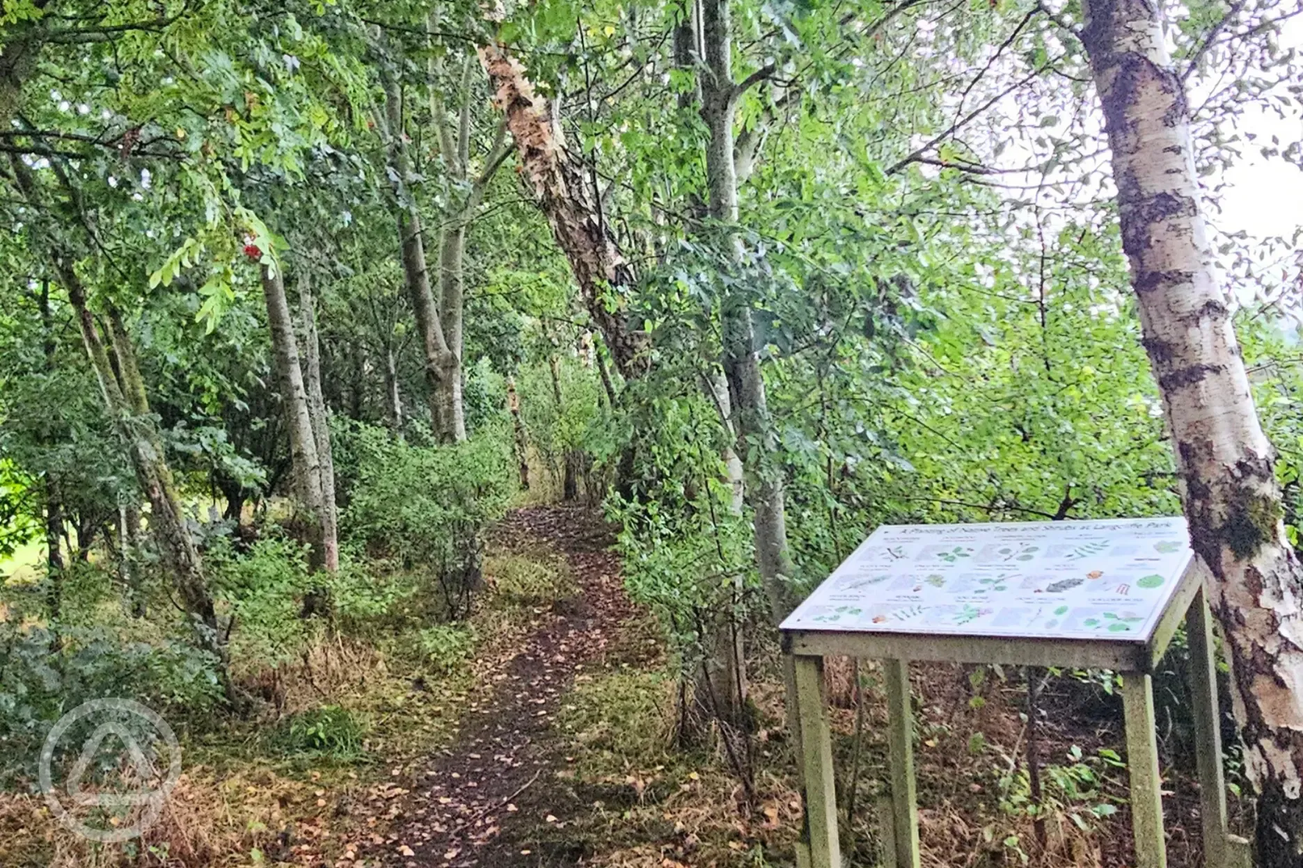 Native trees walk onsite