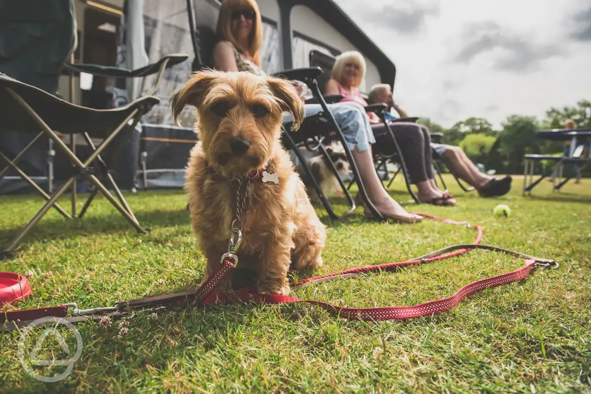 Dog on site at Red Shoot Camping Park