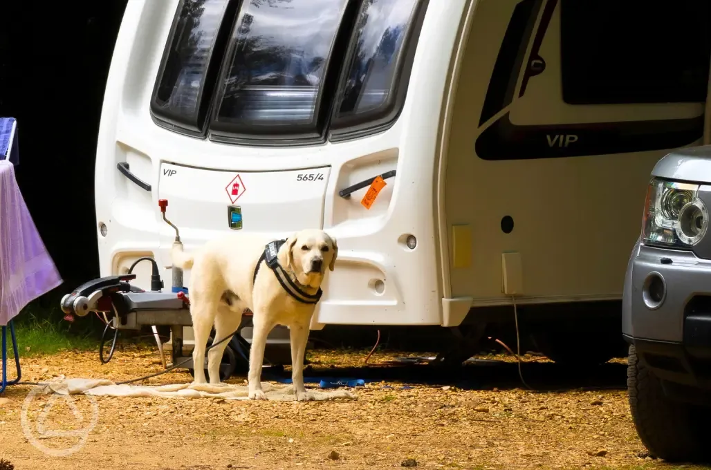 Dog friendly pitches