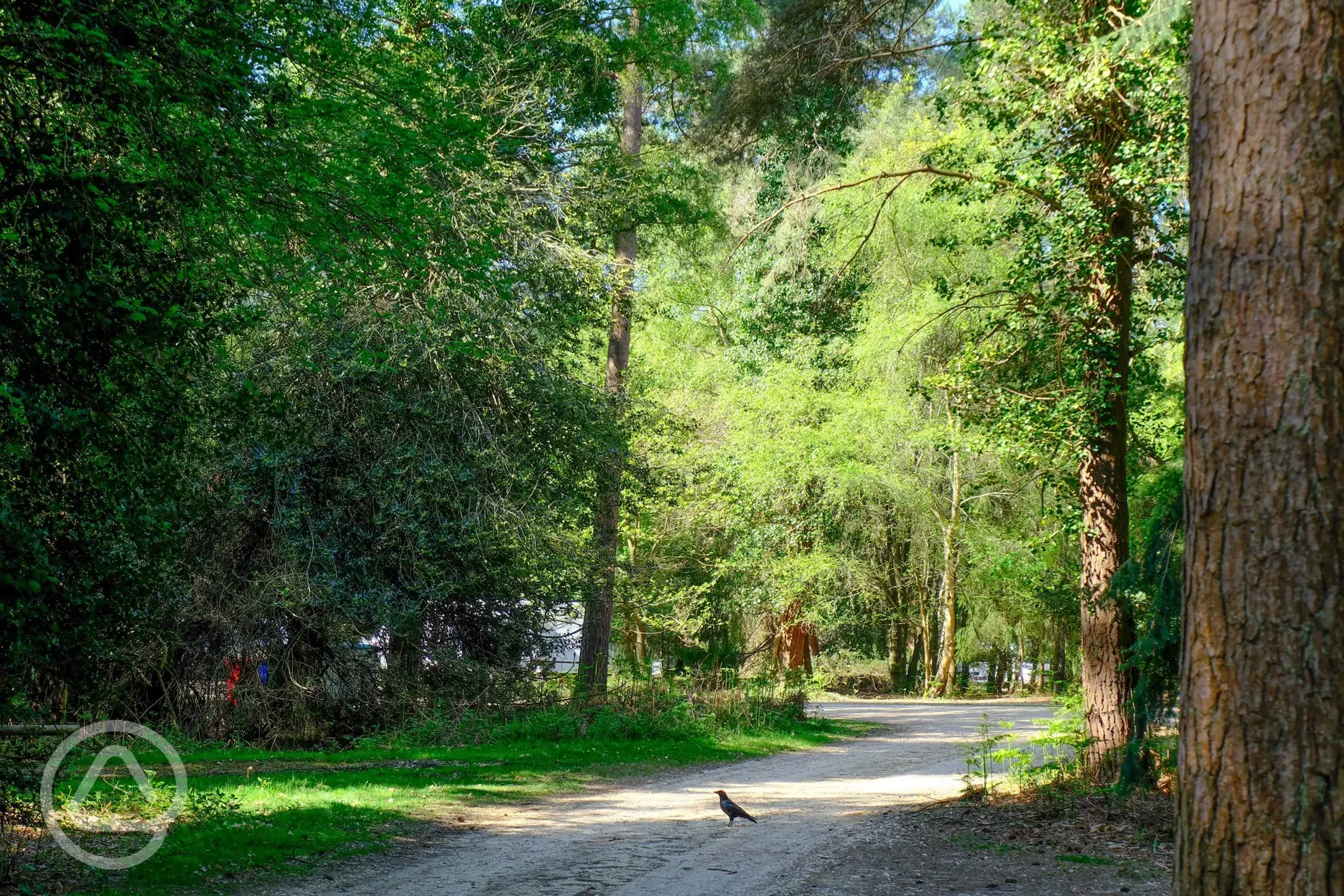 Path to pitches at Setthorns Campsite