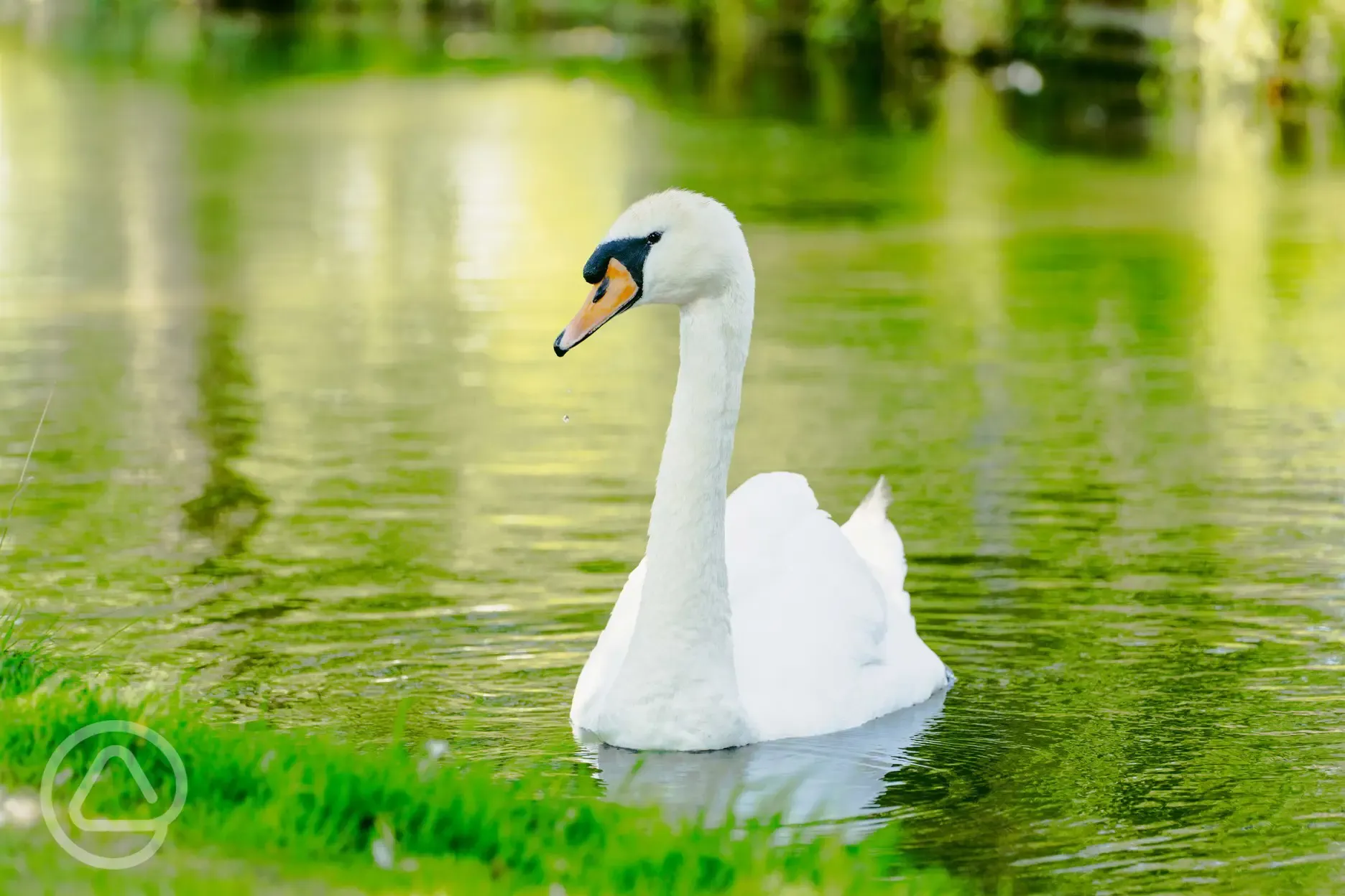 Swans on the lake