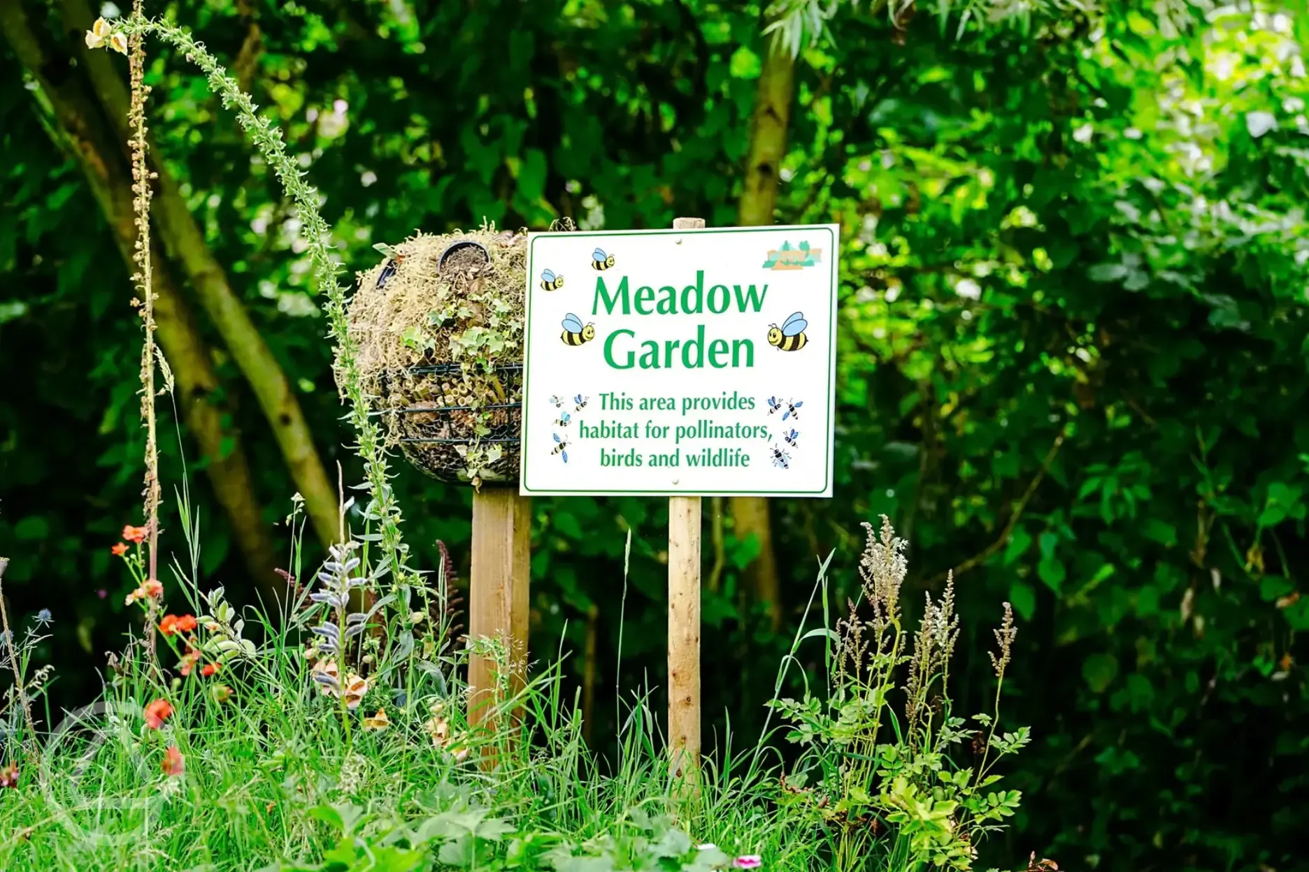 Meadow garden area
