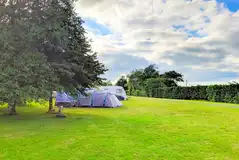 Electric grass pitches with trees for shade