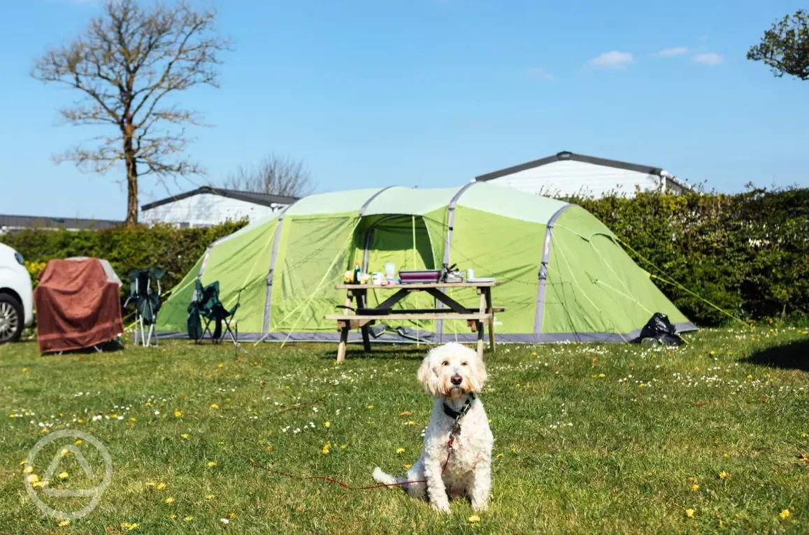 Dog friendly grass tent pitches