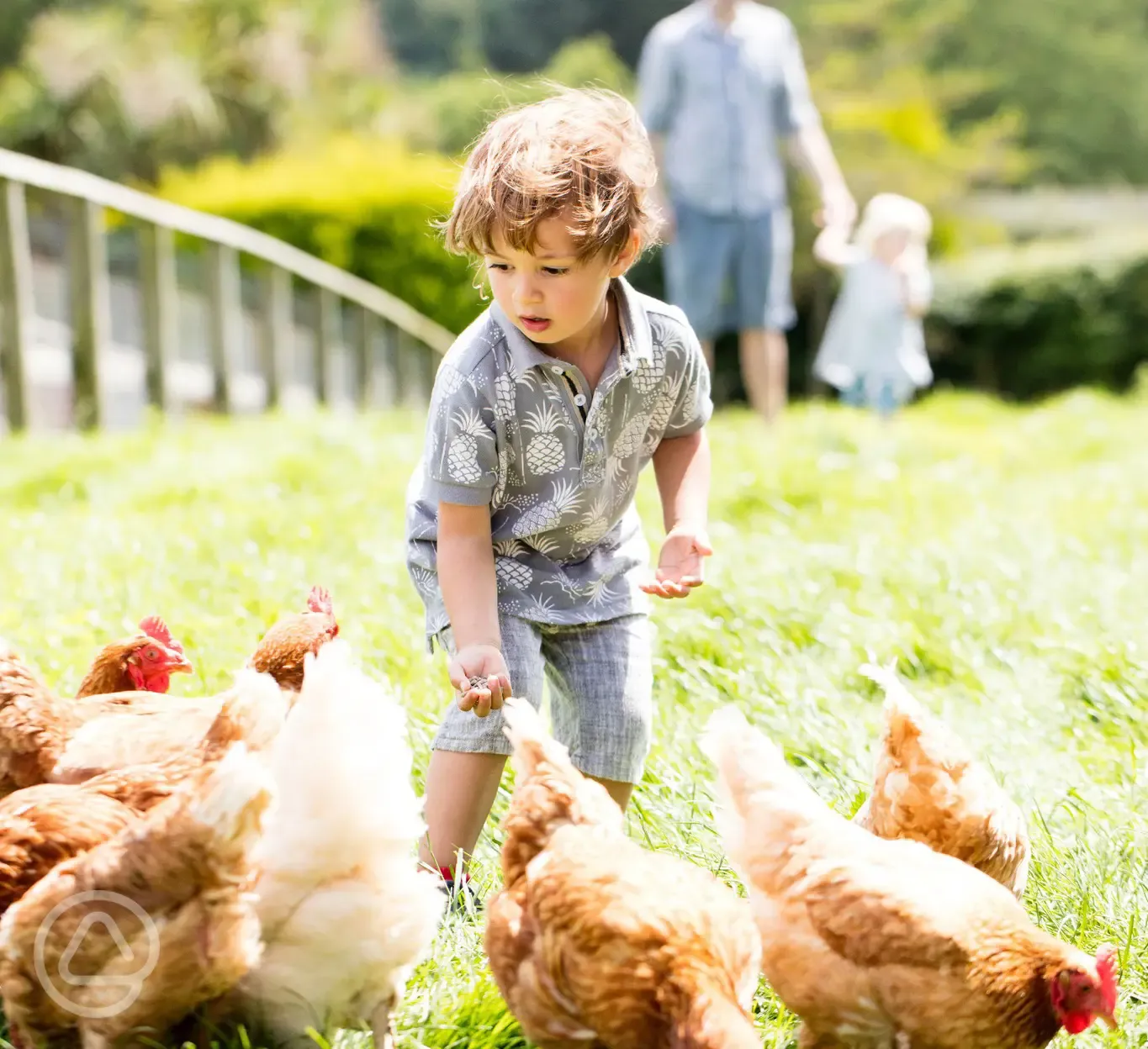 Meet the chickens in the Farm Yard