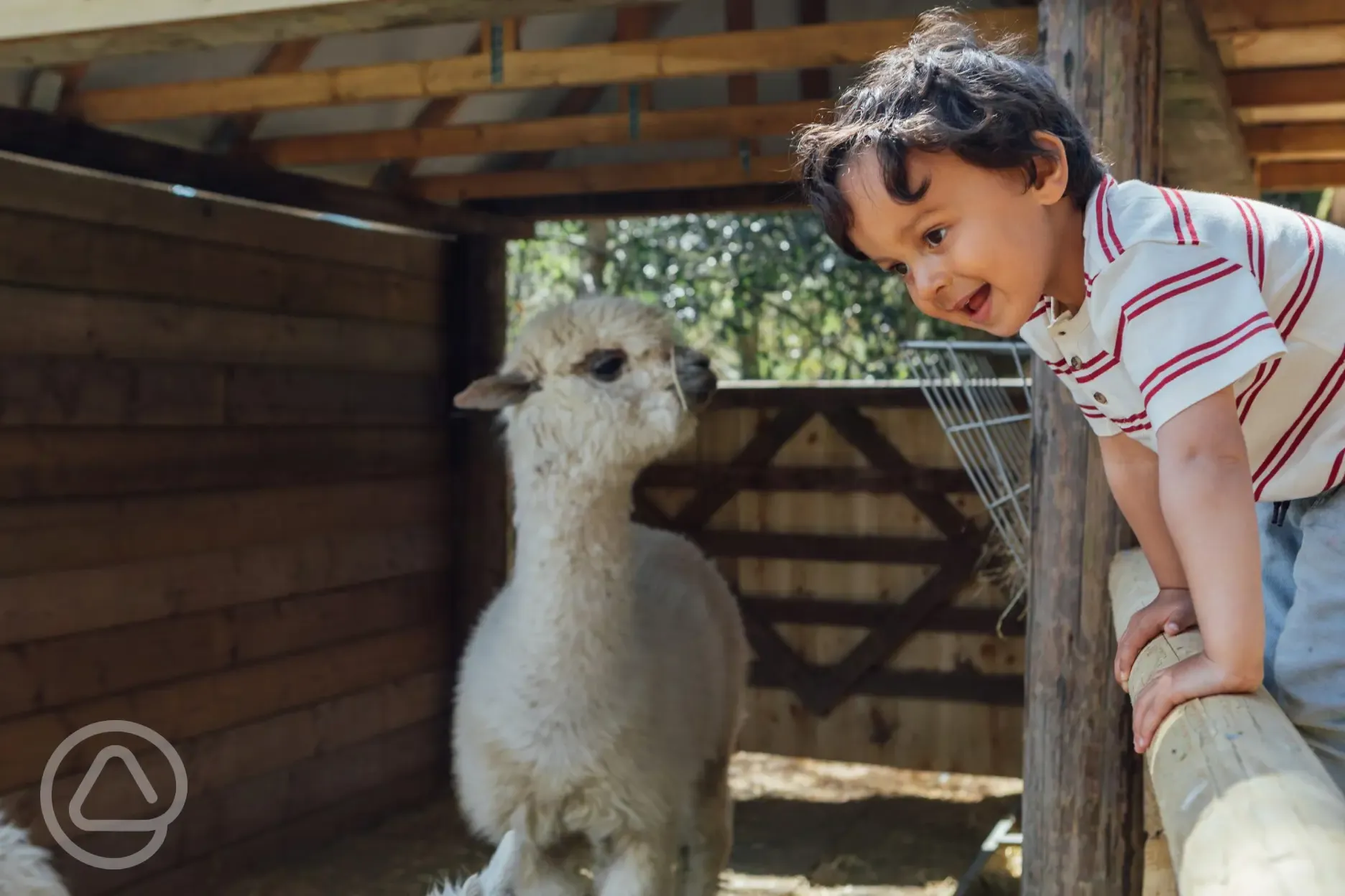 Meet and feed the alpacas in the Farm Yard