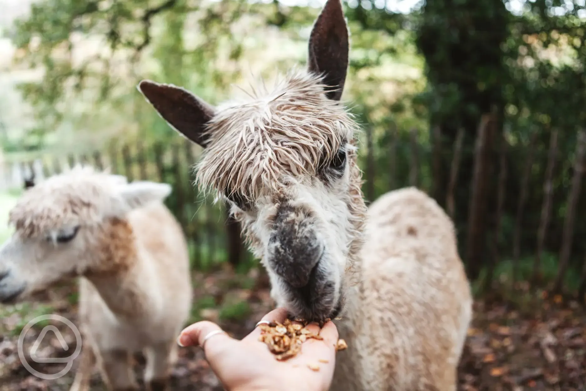 Alpaca feeding in the Farm Yard at Wooda Farm