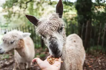 Alpaca feeding in the Farm Yard at Wooda Farm