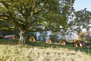 Whitemead Forest Park, Lydney, Gloucestershire