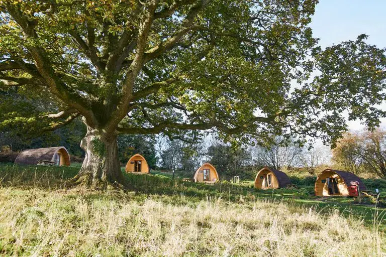 Mega pods surrounded by trees